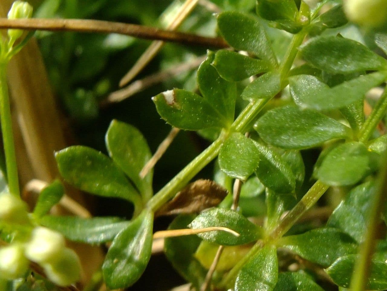 Großsamiges Galium 12