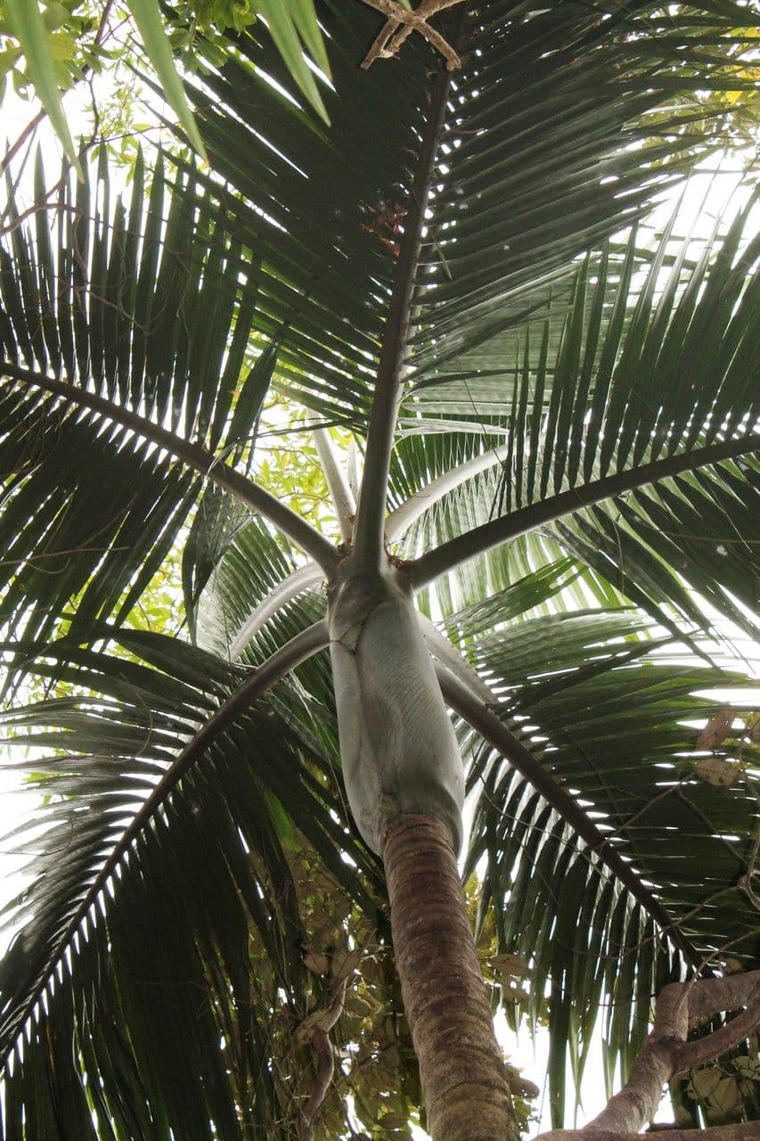 Kentiopsis 3