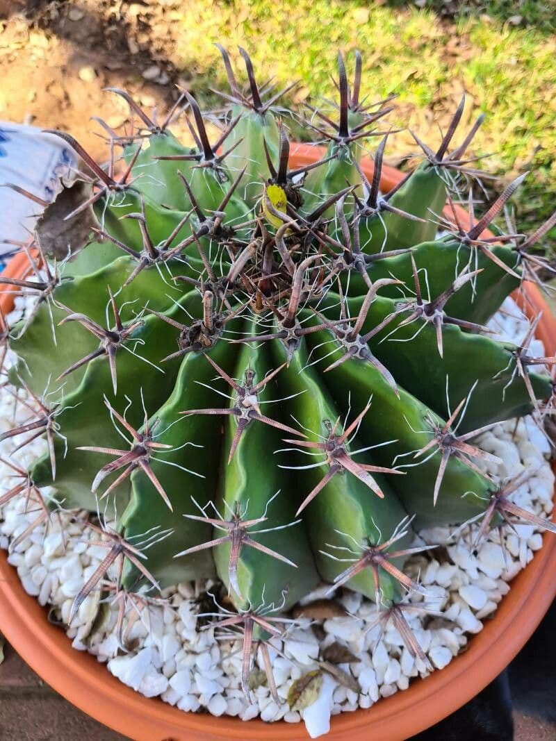 Cactus a botte uncino 18