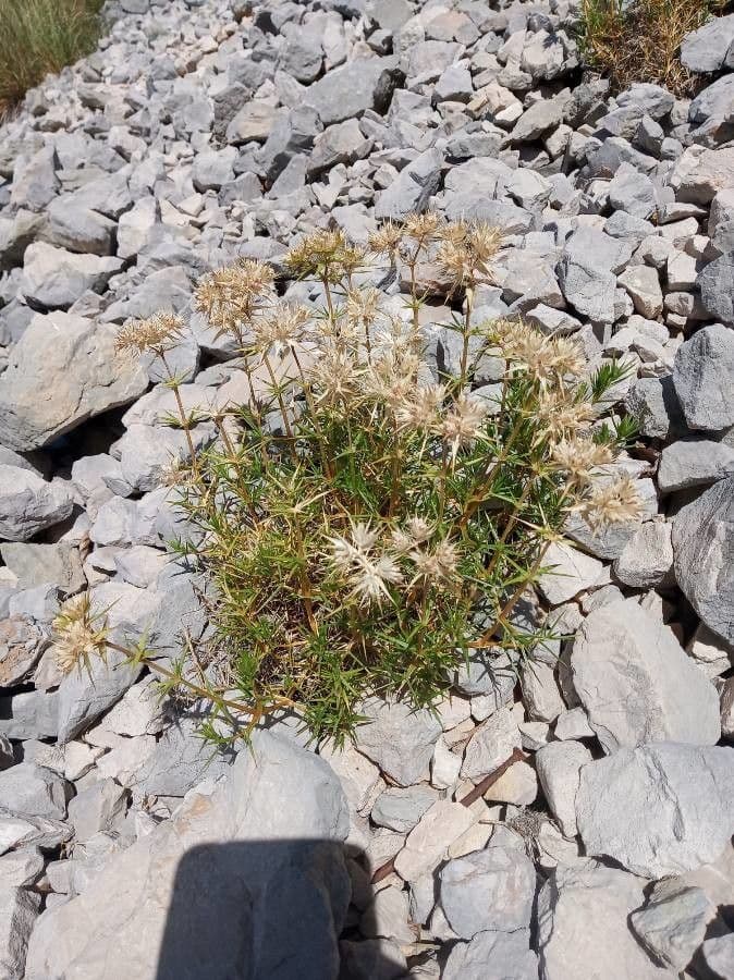 Drypis spinosa 8