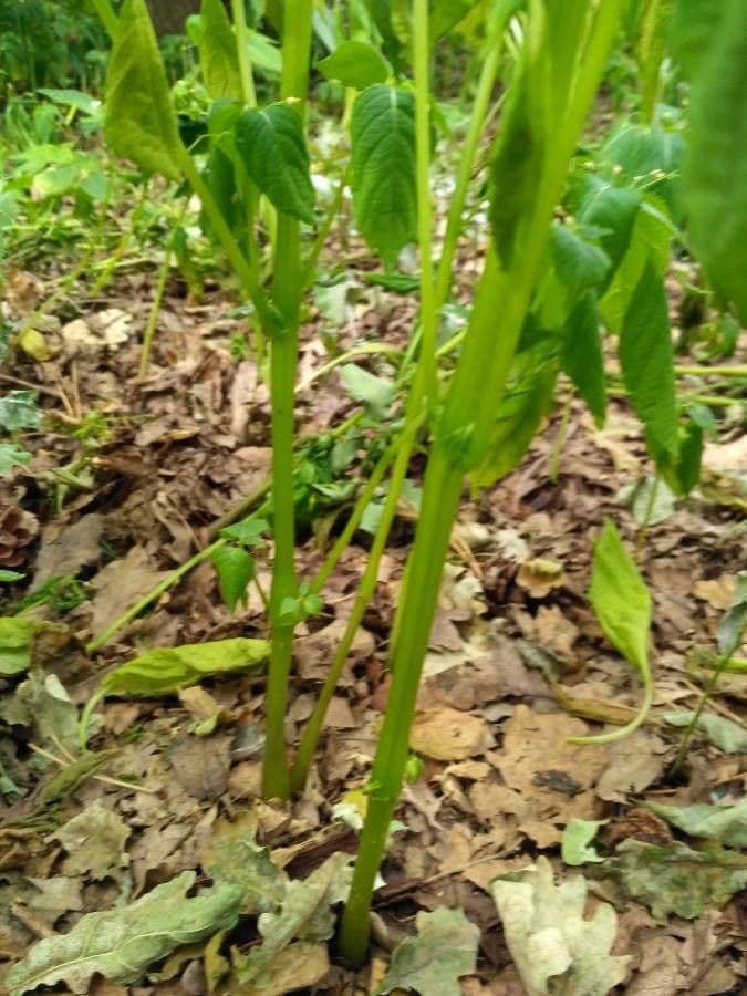 Kleines Springkraut 25