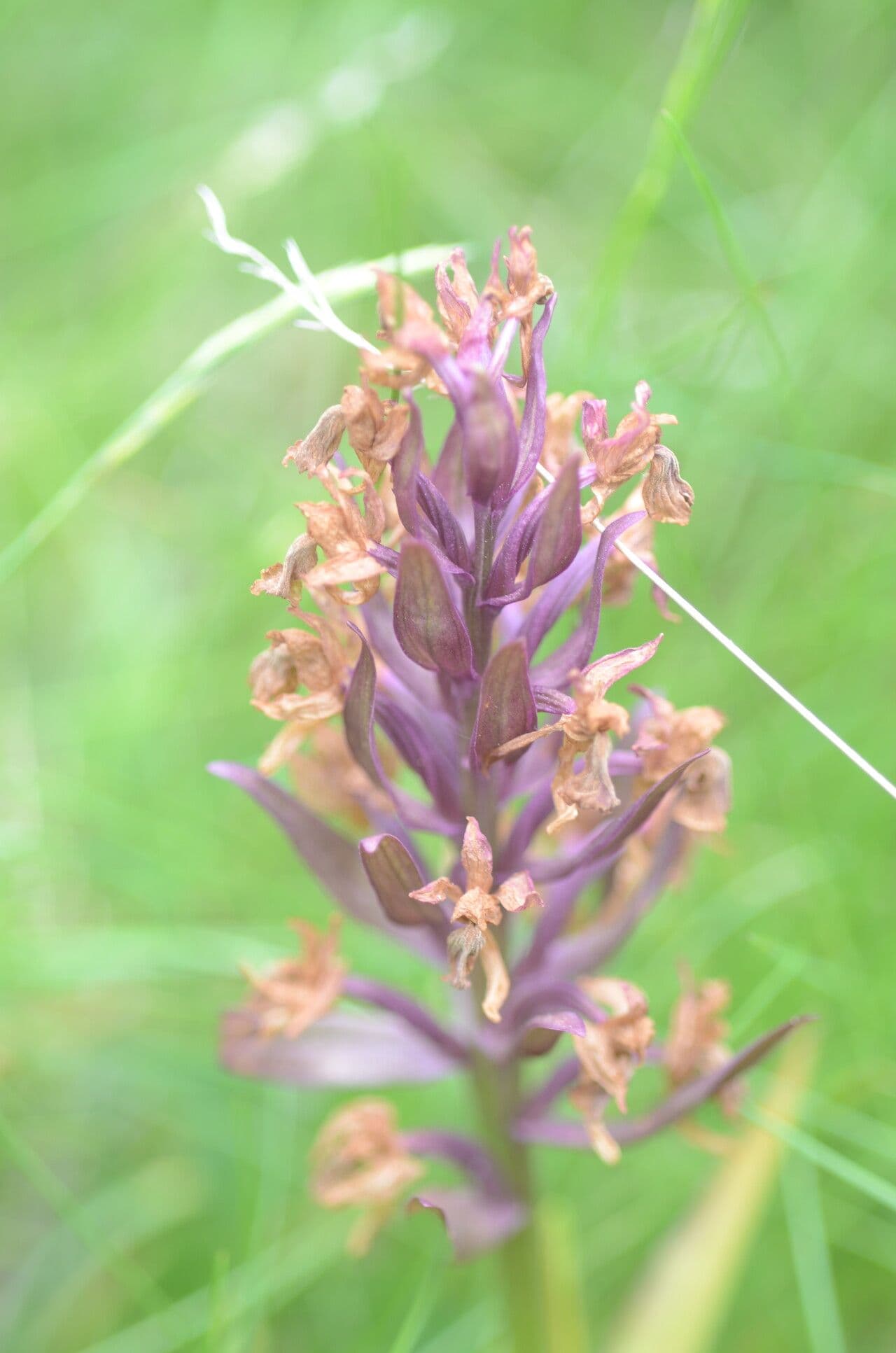Orchidea sambucina 4
