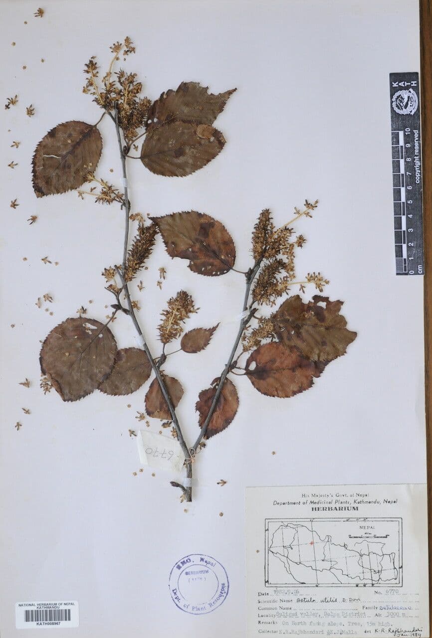 Brzoza himalajska 28