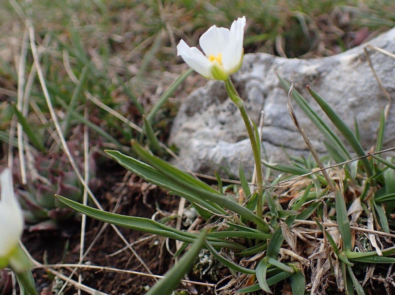 Jaskier Küpfera 11