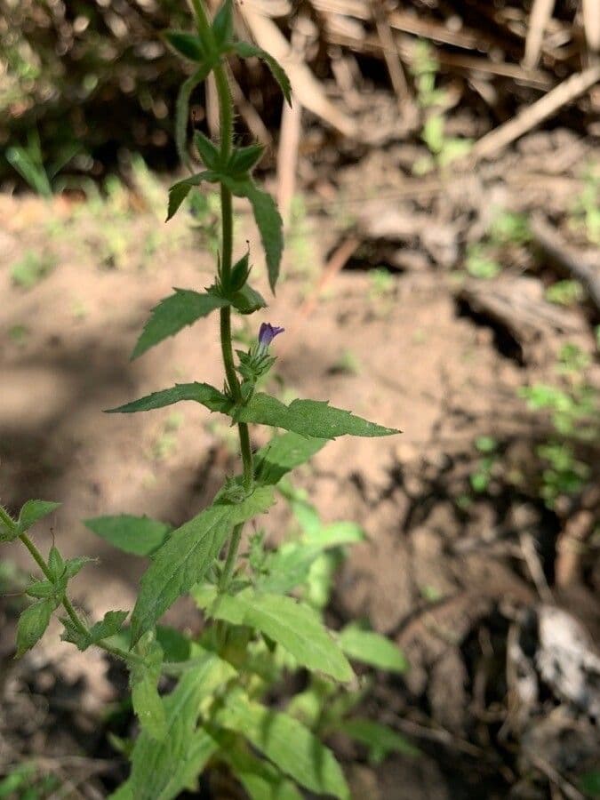 Stemodia durantifolia 9