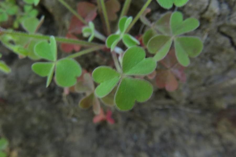 Acetosa viola 13