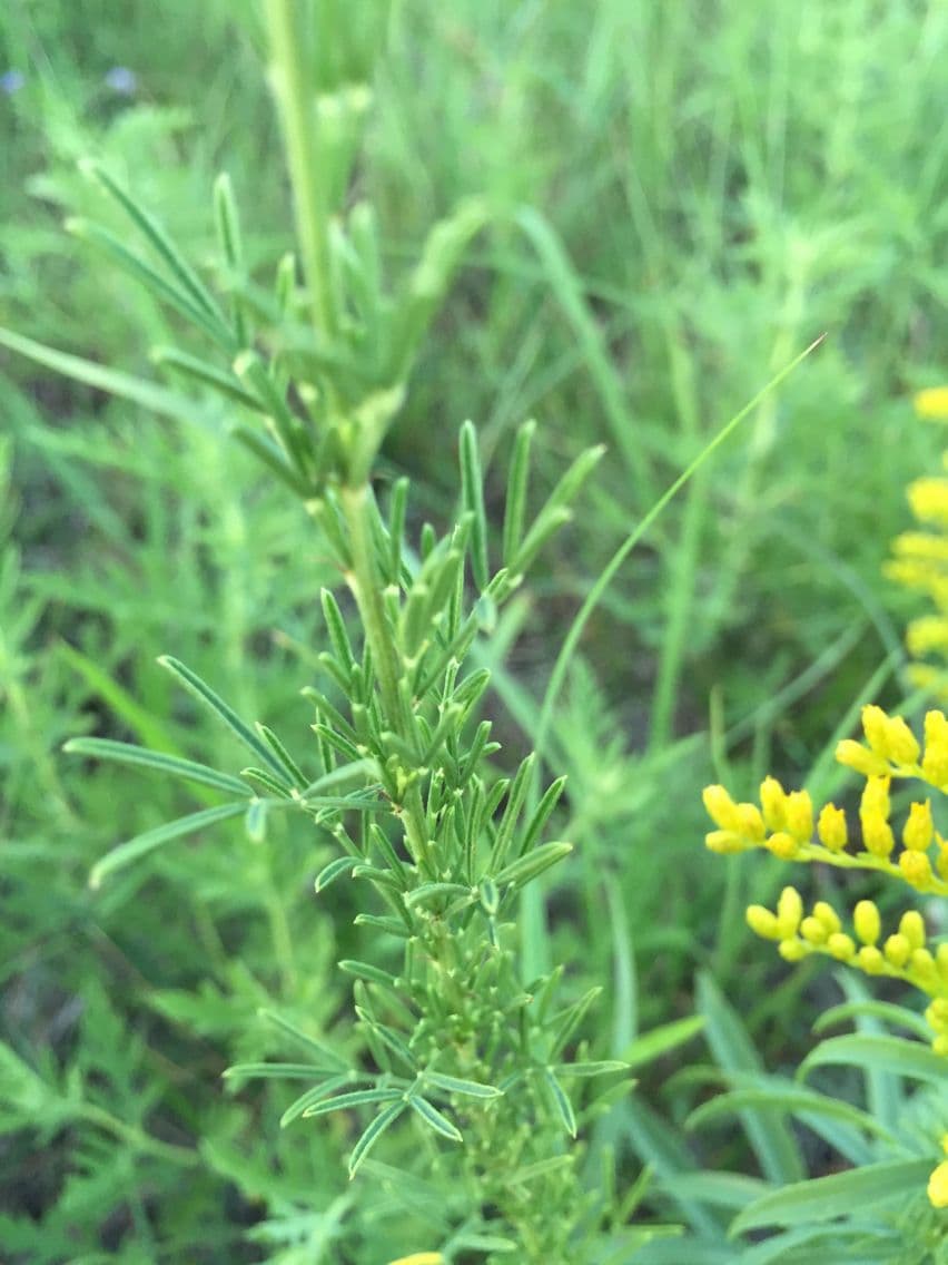 Dalea purpurea 10