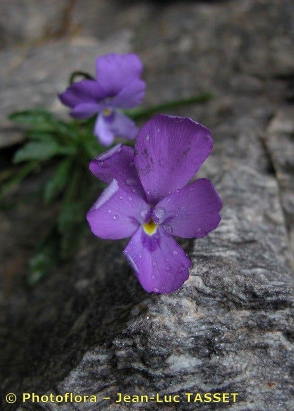 Viola