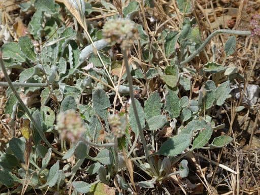 Eriogonum 15