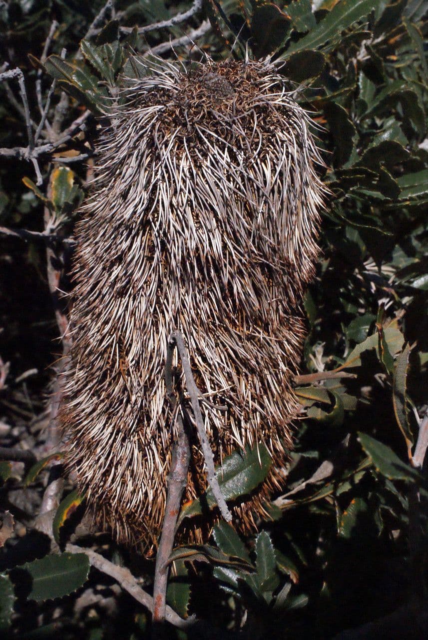 Banksia 4