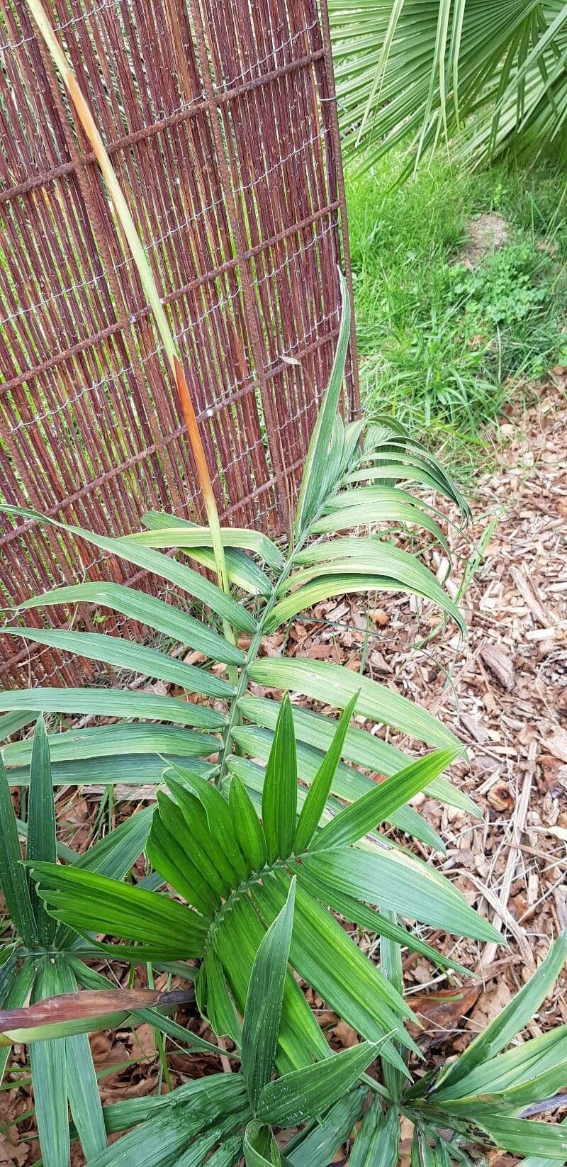 Chamaedorea 6