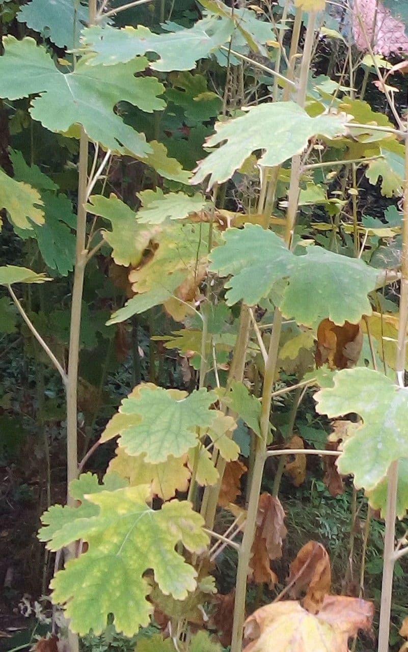 Schlafmohn 3