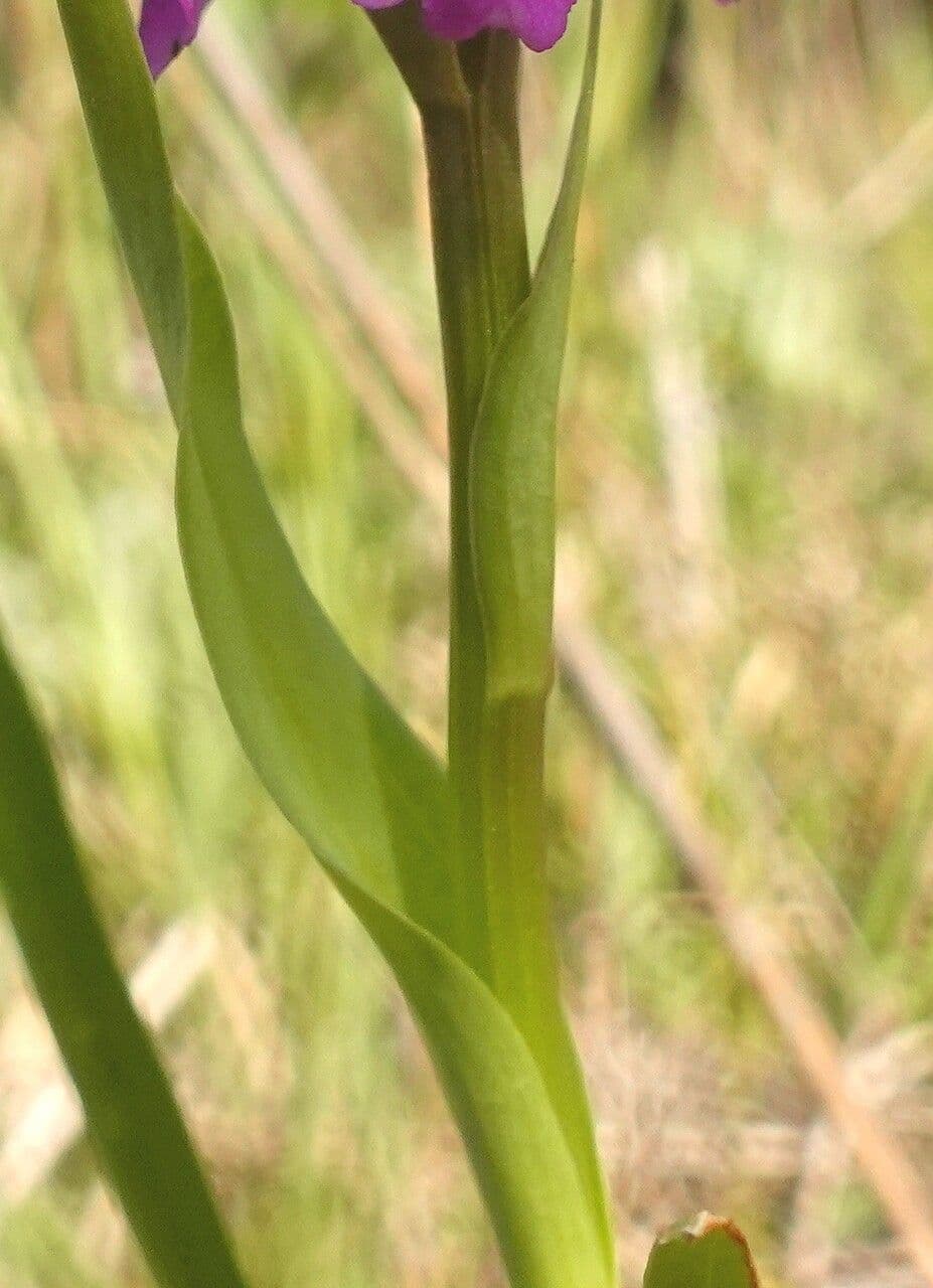 Orchis négligé 20