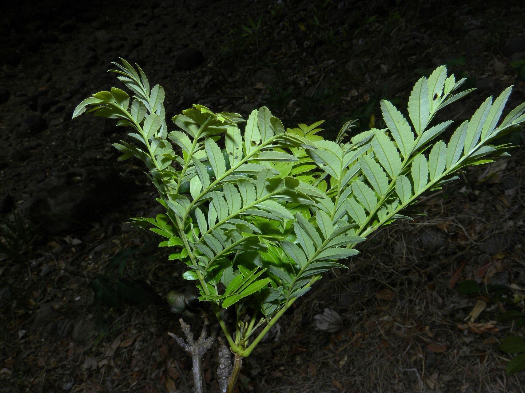 Dilodendron 7