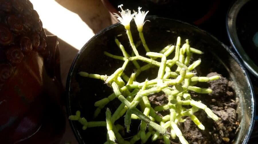 Cactus corail 4