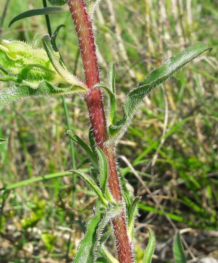 Campanula speciosa 17