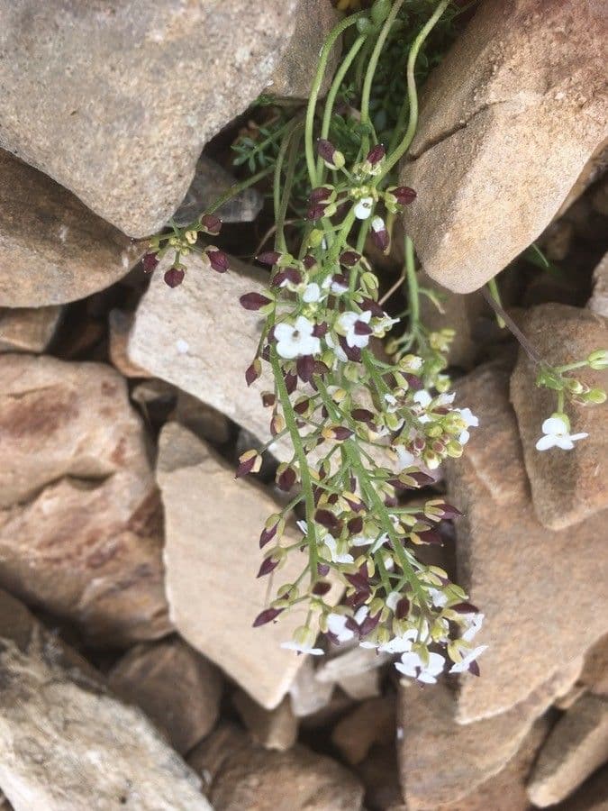 Iberidella alpina 3