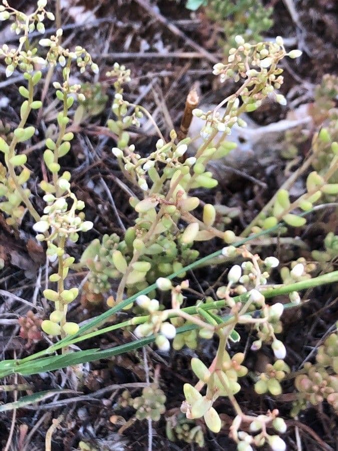 Sedum 2