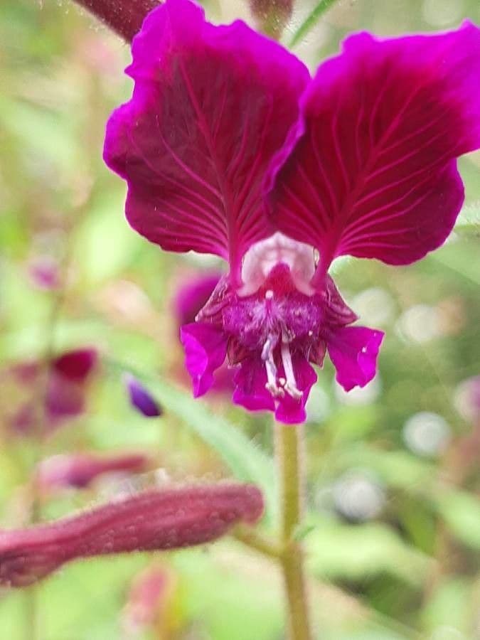 Cuphea viscosissima 5