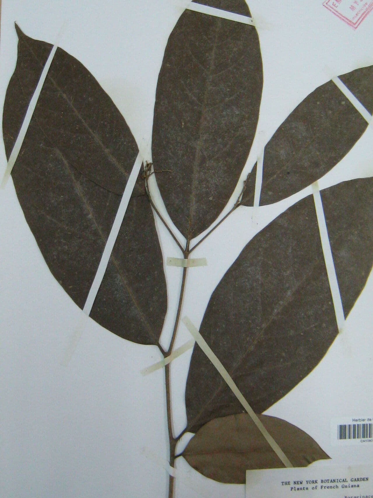 Cordia 2