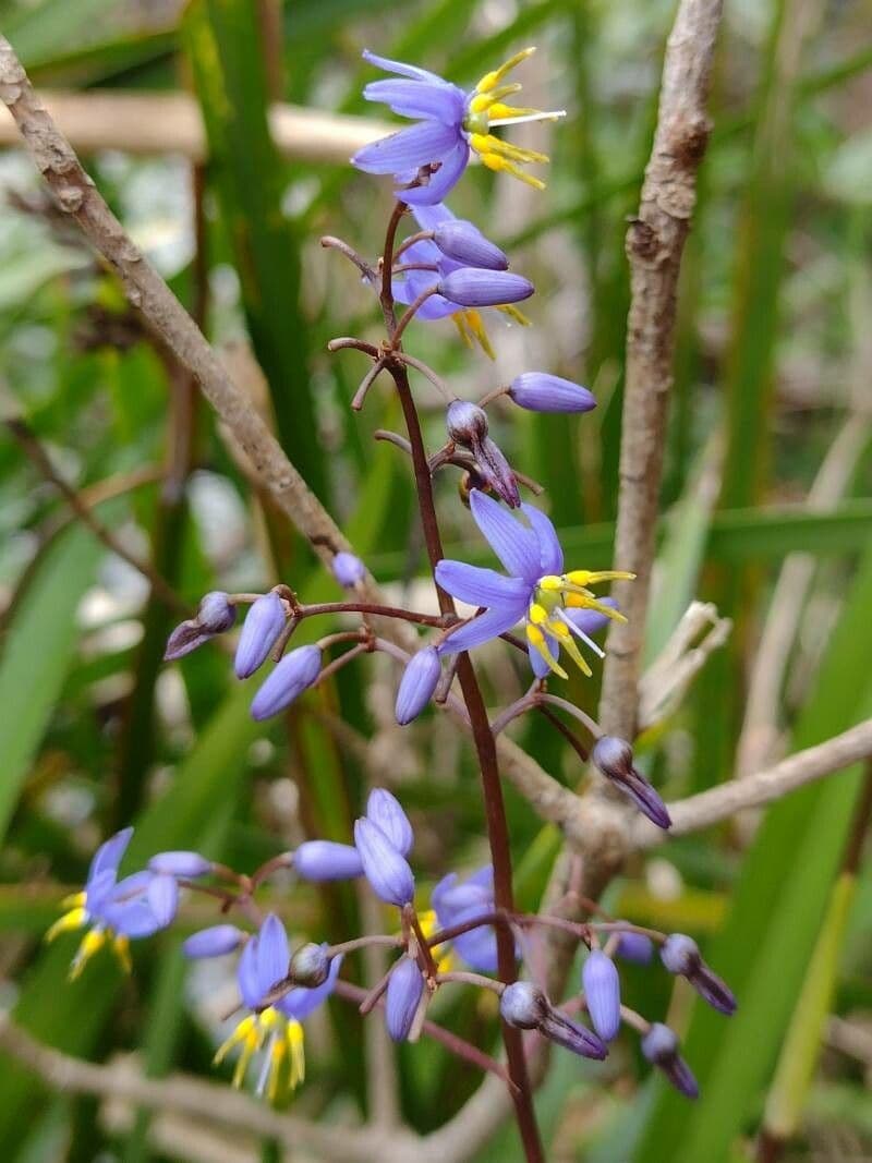 Dianella modrá 6