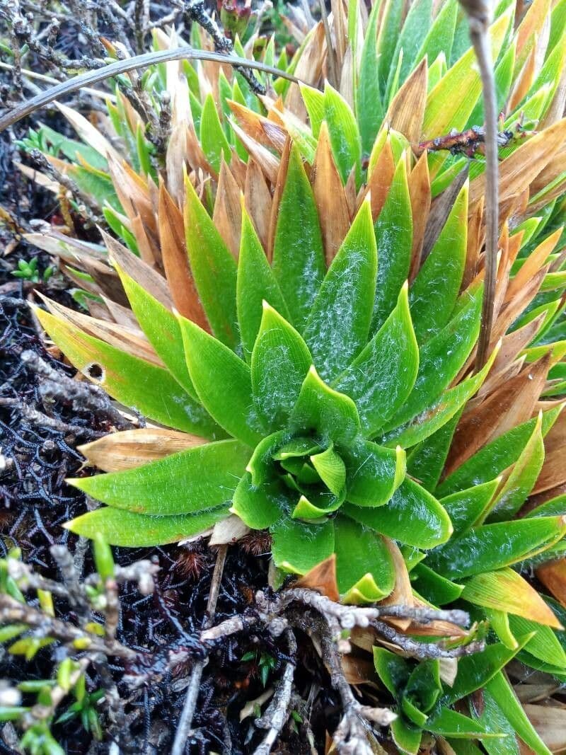 Paepalanthus 15