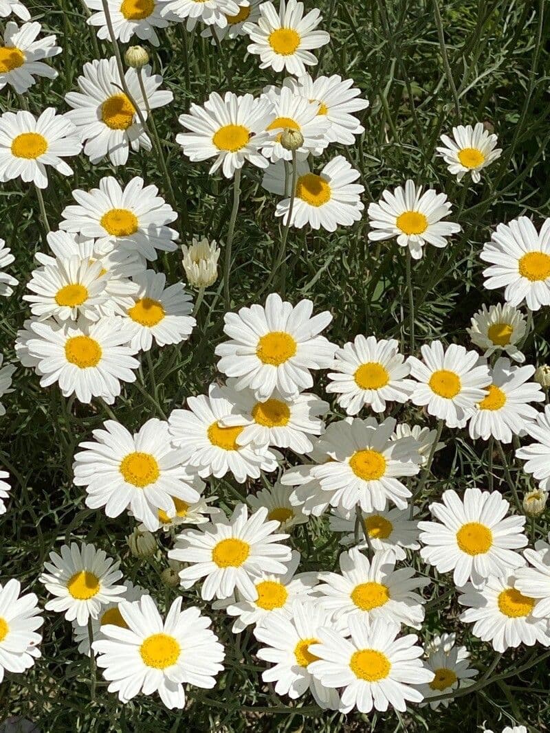 Vrabolček dalmatínsky 3