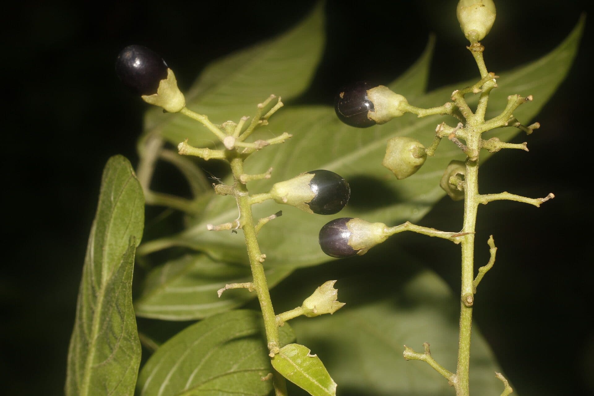 Cestrum 4