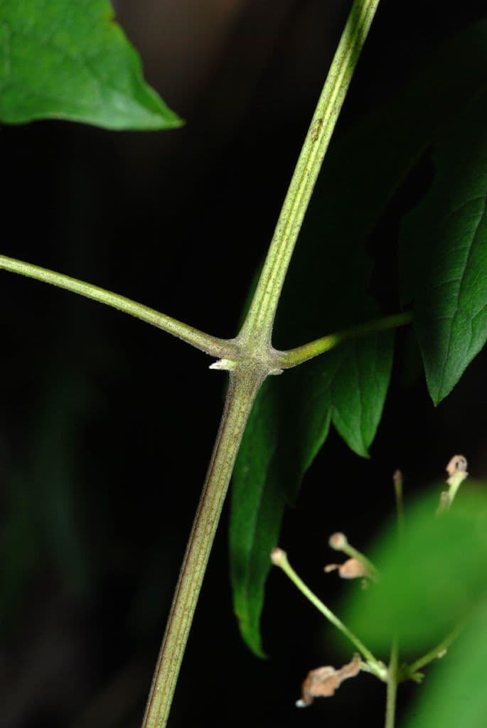 Clematide virginiana 22