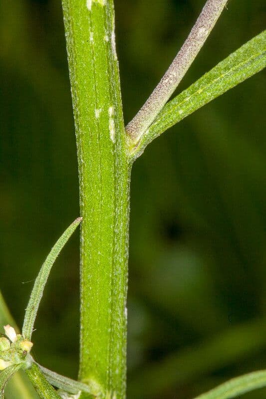 Erysimum rhaeticum 21