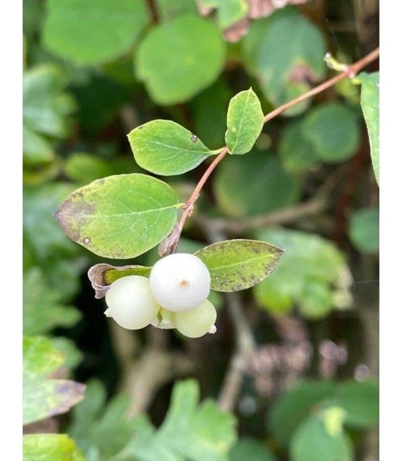 Sinforicarpo 11