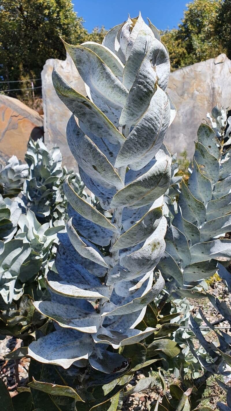 Eukalyptus 10