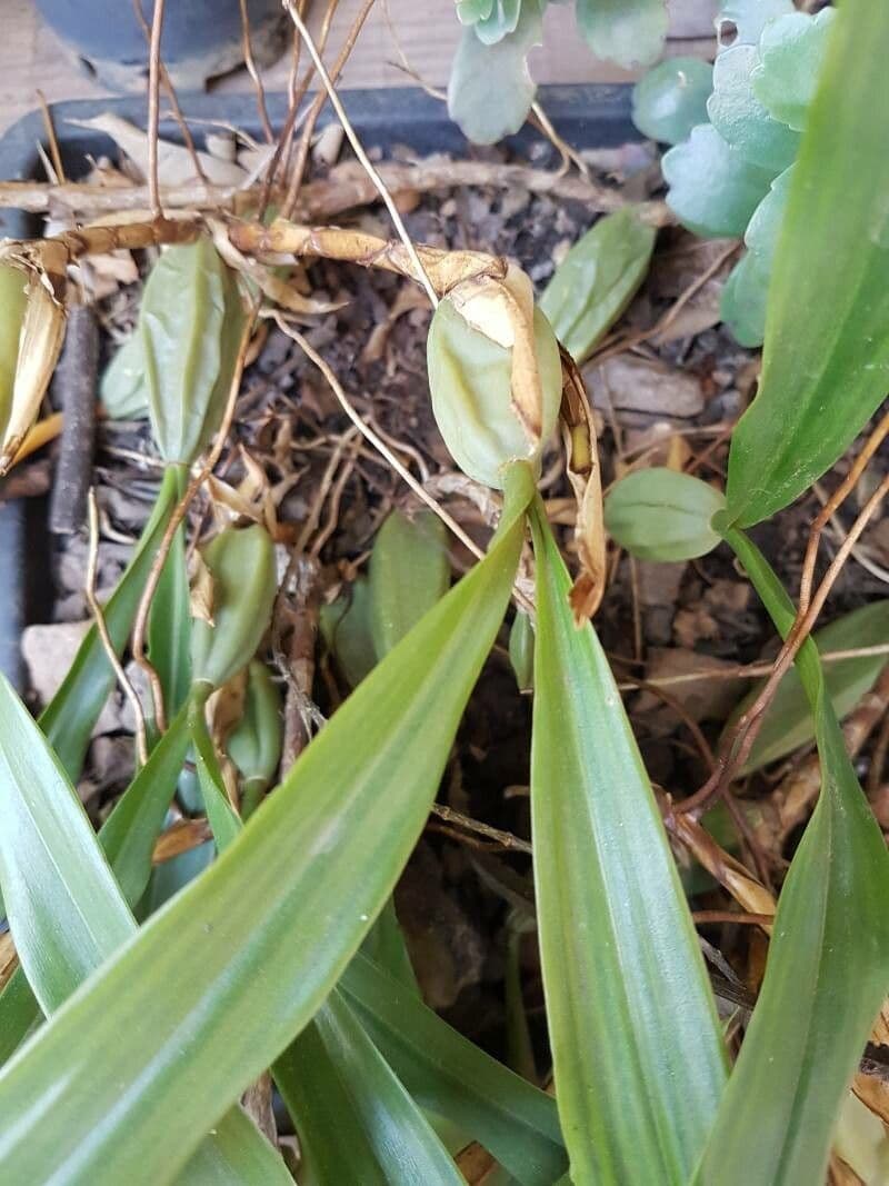 Coelogyne 14