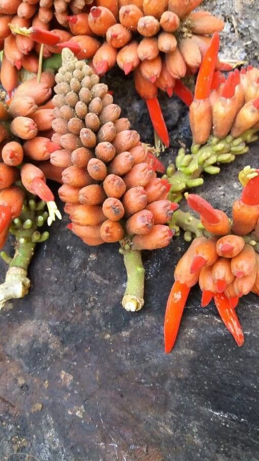 Erythrina americká 3