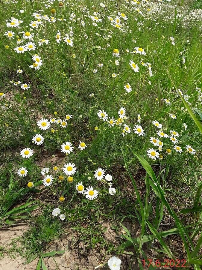 Scentless mayweed 22