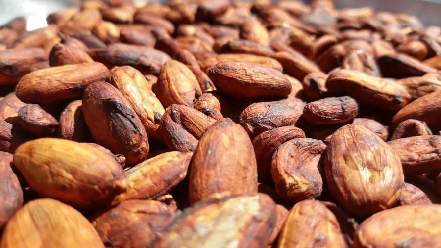 Cacao 27
