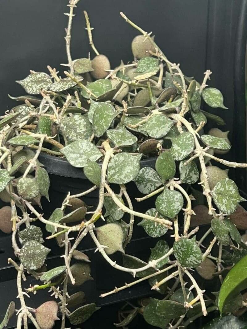 Hoya 8