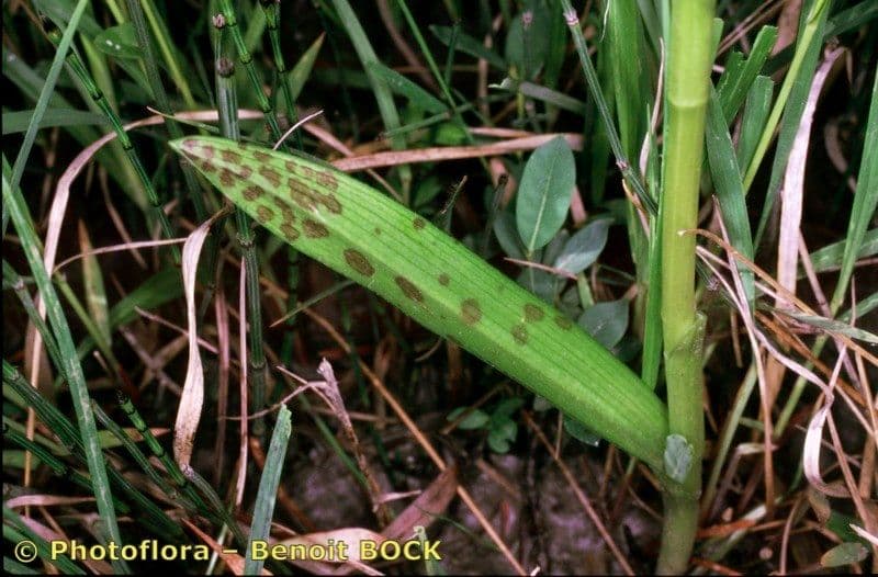 Orchide incarnata 20