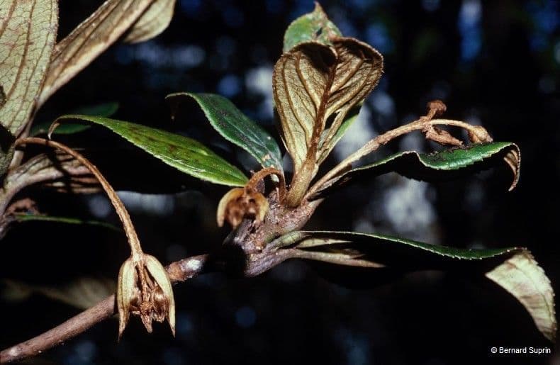 Coronanthera 4
