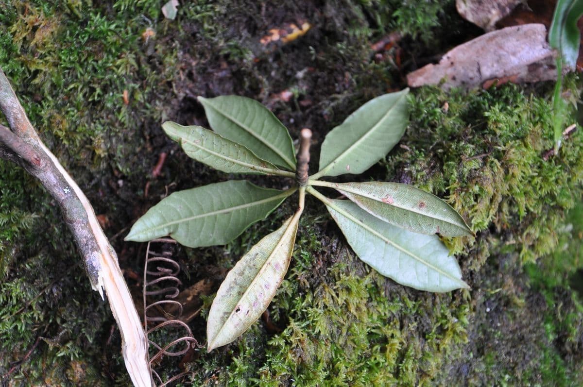 Różanecznik irroratum 6