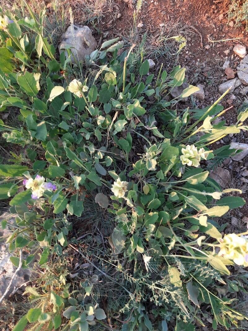 Salvia 7