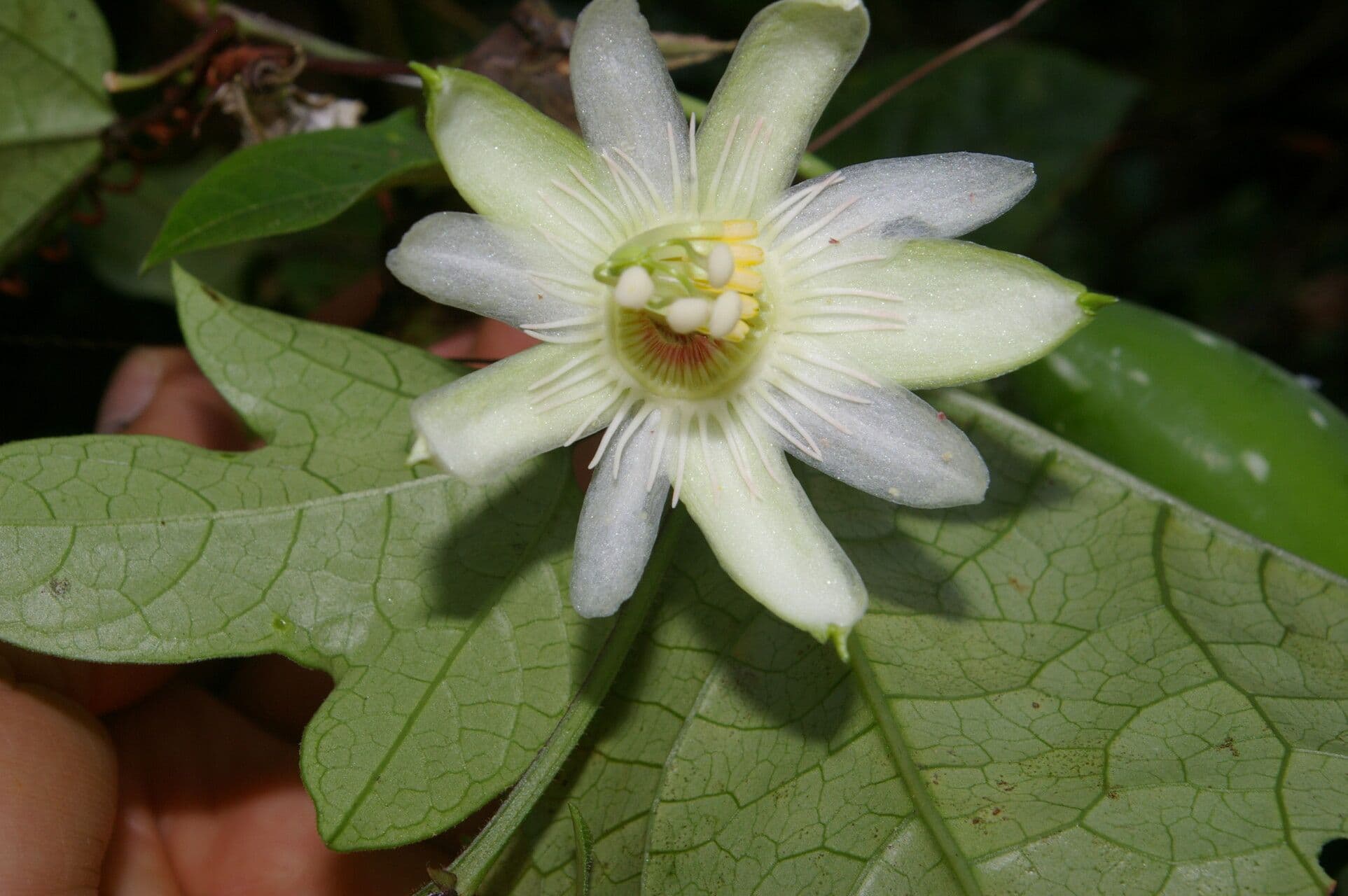 Passiflora 9
