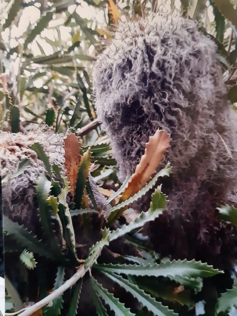 Banksia 2