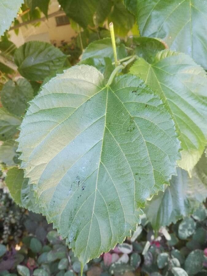 Moro bianco reale 3