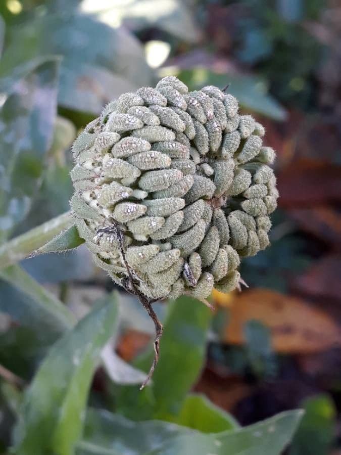 Calendula 4
