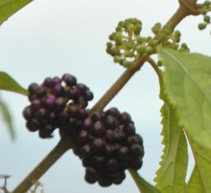 Callicarpa
