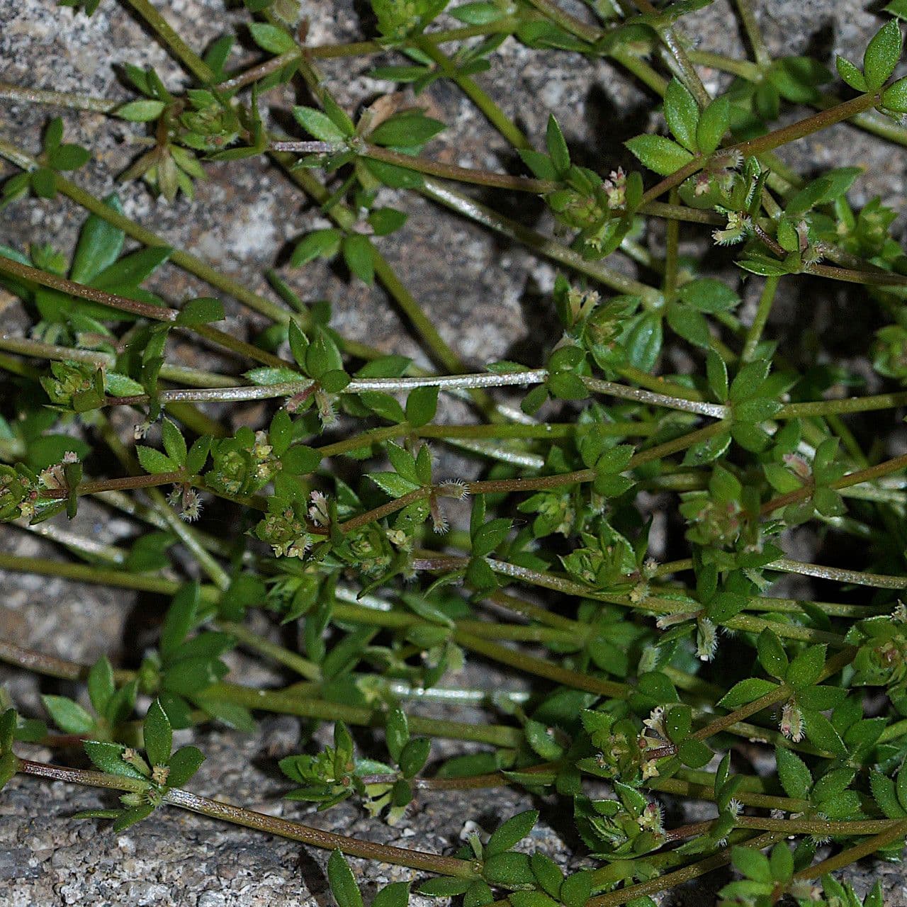 Galium murale 20