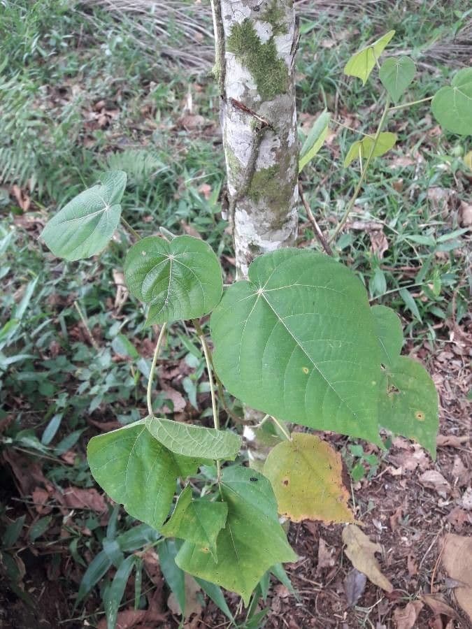 Croton 19