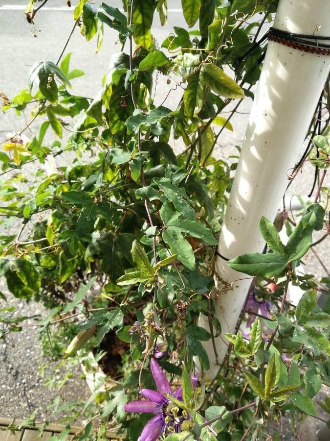 Passiflora ametista 17