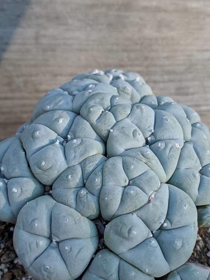 Peyote 19